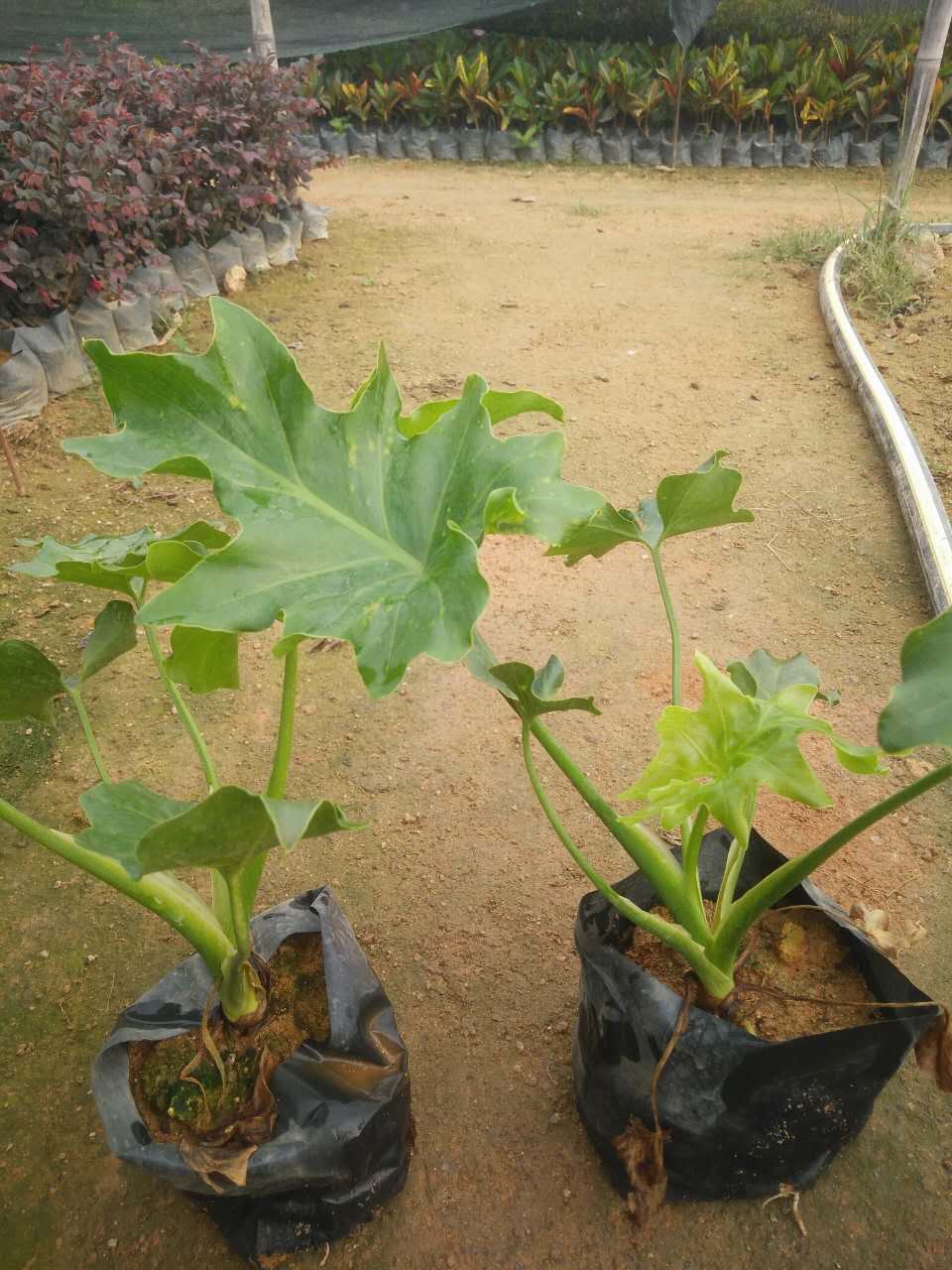 種植出售-春羽好管理易成活農(nóng)戶自產(chǎn)自銷春羽