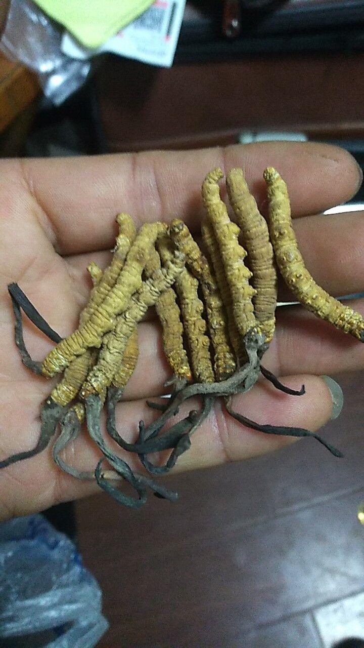 新鮮蟲草的功效/主治/禁忌