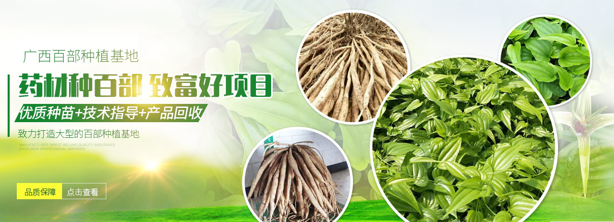 百部種苗種植_百部種苗價(jià)格_百部種苗銷售_廣西百部種苗 百部種苗種植培訓(xùn)推廣