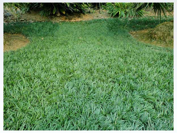 耐寒玉龍草常綠植被