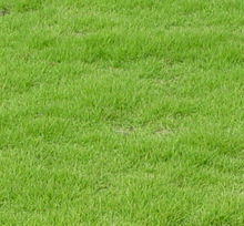 四季青馬尼拉草皮綠化園林綠植