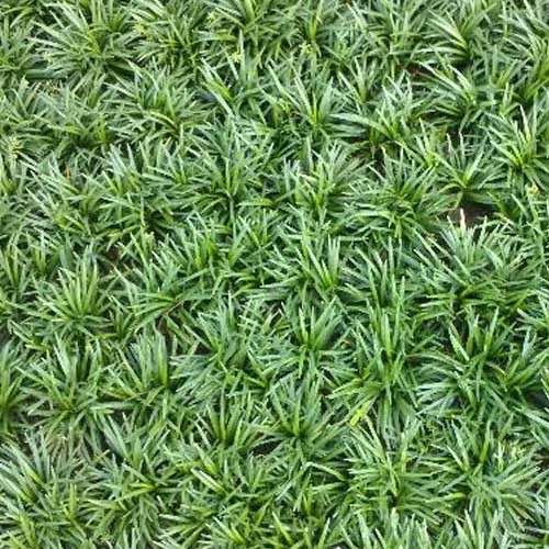 青葉玉龍草庭院綠植