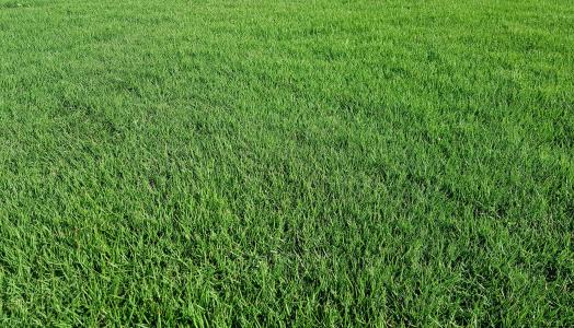 臺(tái)灣草耐踐踏運(yùn)動(dòng)草坪草地