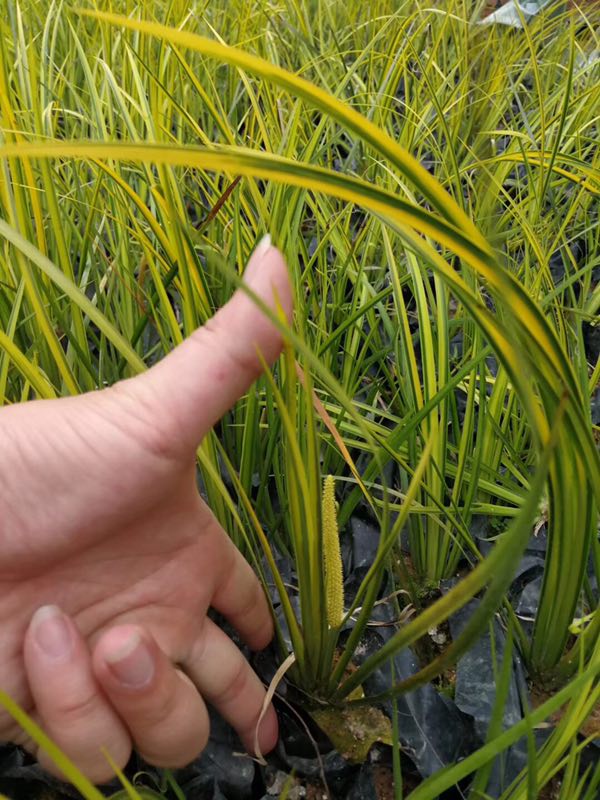 四川金葉石菖蒲四川成都金葉石菖蒲/金葉石菖蒲形態(tài)特征