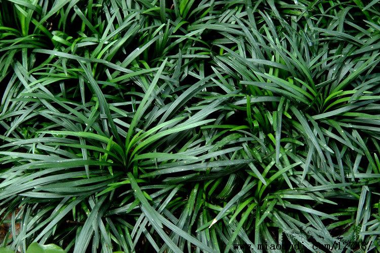 青葉玉龍草庭院綠植