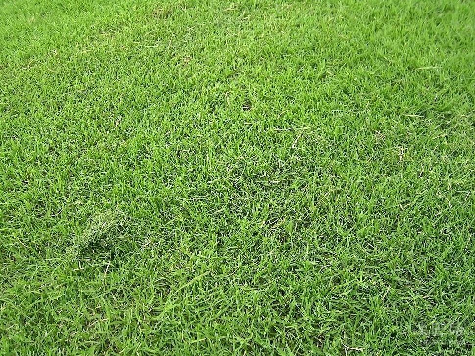 臺(tái)灣草耐踐踏運(yùn)動(dòng)草坪草地