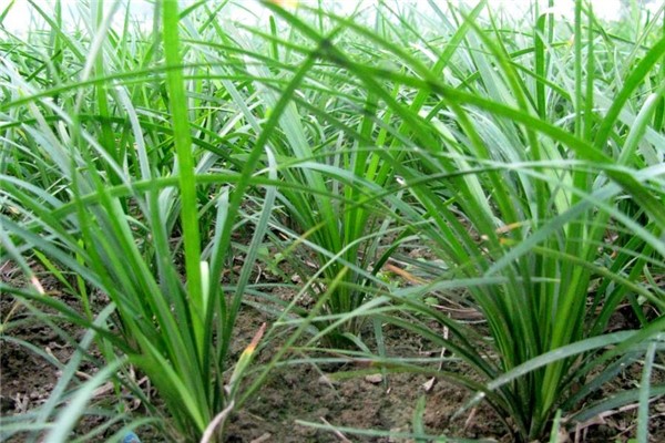 地被植物麥冬草苗綠化園藝常綠