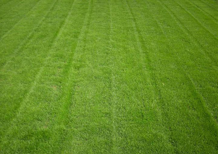 四季青馬尼拉草皮綠化園林綠植