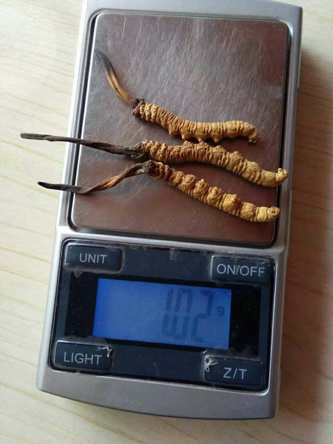 蟲草的功效與作用/禁忌