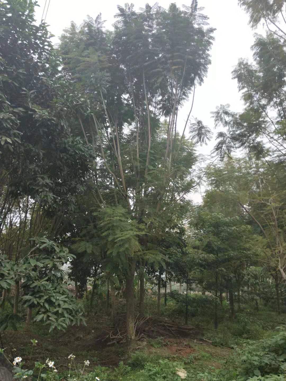 廣元市藍(lán)花楹基地 出售藍(lán)花楹多種規(guī)格