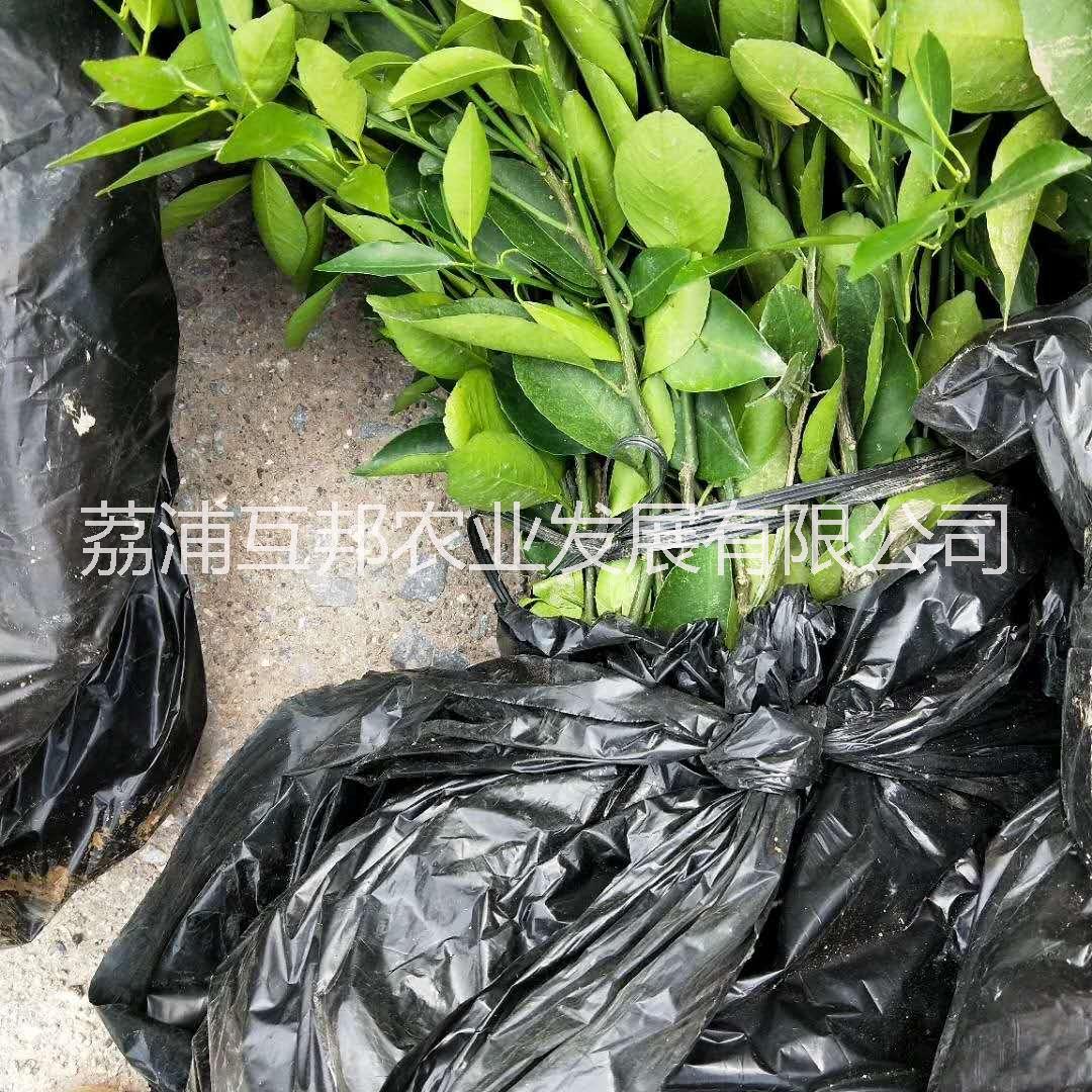 貢柑苗 廣西貢柑苗 桂林貢柑苗 貢柑苗種植基地 貢柑苗種植技術(shù)