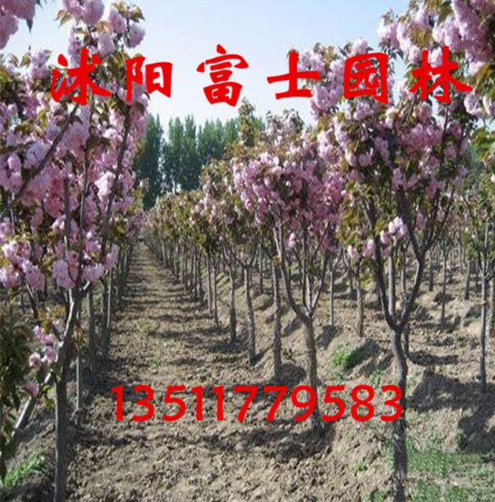 江蘇櫻花種植基地 /櫻花苗木批發(fā)價(jià)格