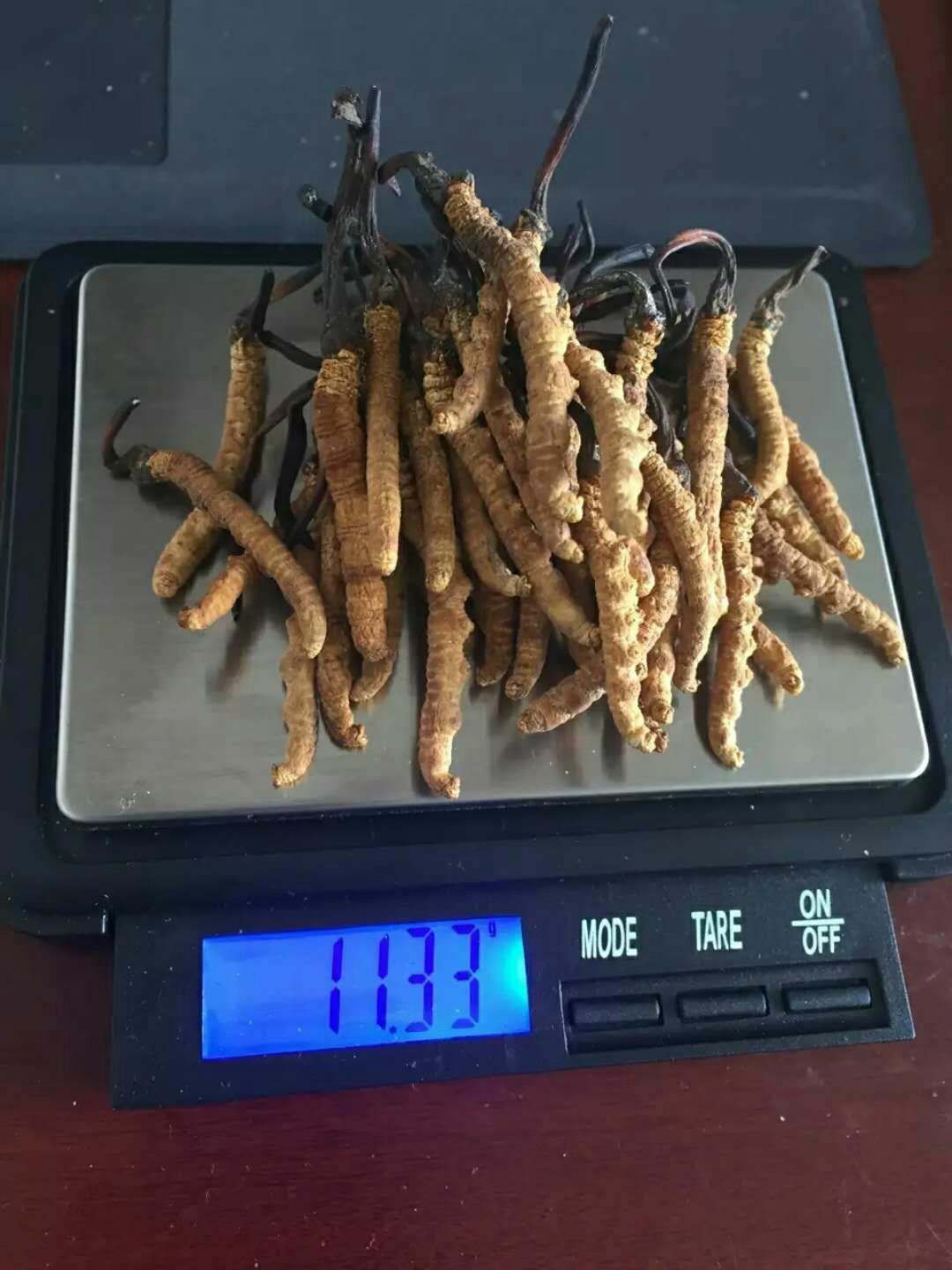 新鮮西藏蟲草/價格/吃法