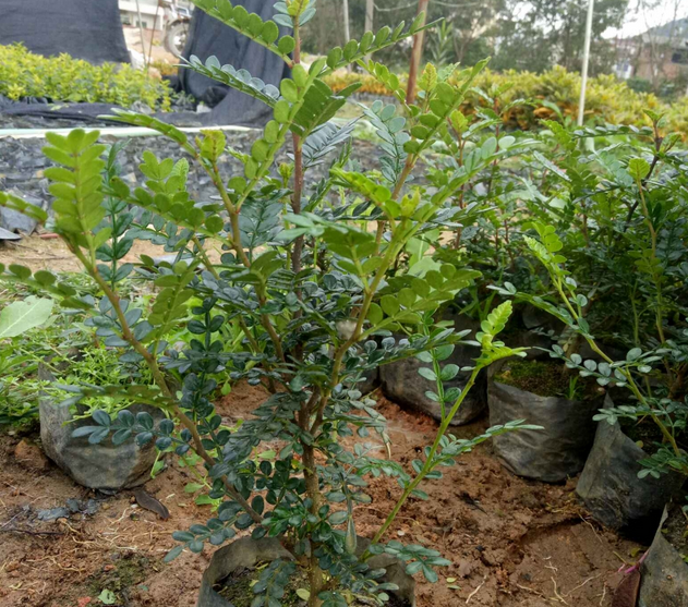 福建胡椒木哪家好