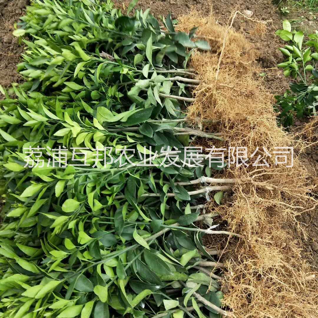 沃柑苗 沃柑苗種植技術(shù) 沃柑苗種植基地 廣西沃柑苗 桂林沃柑苗