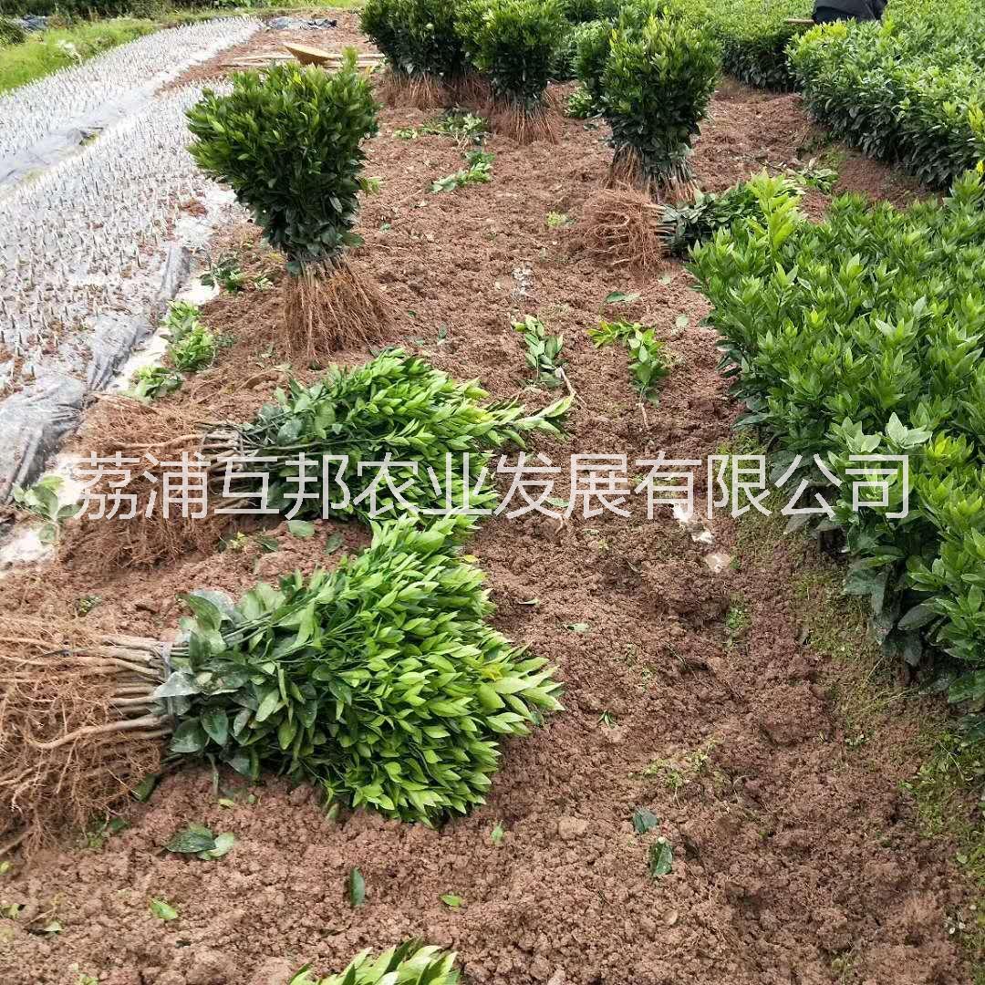 少核無(wú)核沃柑苗 無(wú)核沃柑苗種植基地 少核沃柑苗種植技術(shù) 無(wú)核沃柑苗 少核沃柑苗