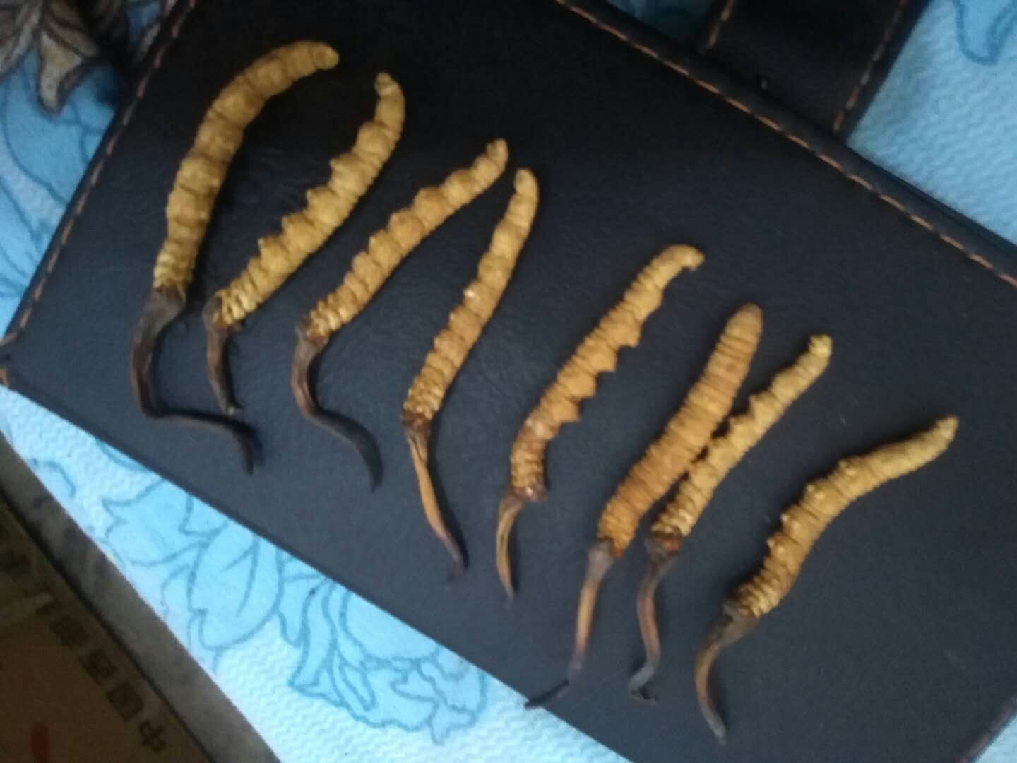 那曲冬蟲夏草/價(jià)格/辨別