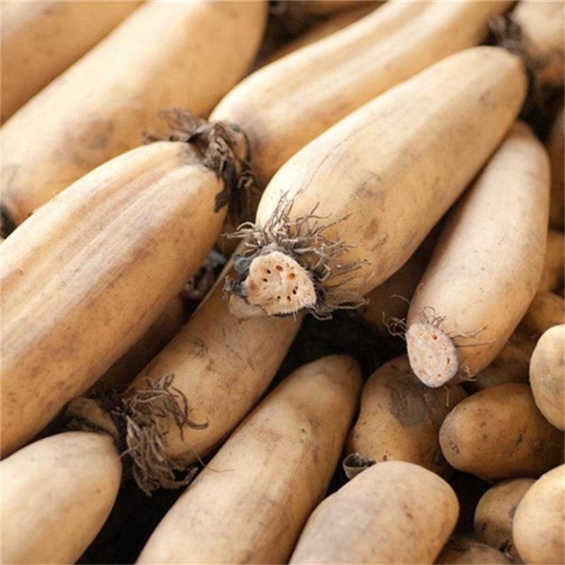 蓮藕頭尾料 邊角料 下腳料 藕粉和高淀粉飼料生產(chǎn)制作原料