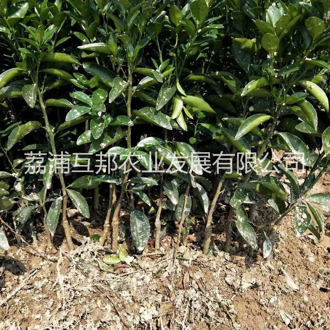 茂谷柑 廣西茂谷柑 桂林茂谷柑 茂谷柑種植技術(shù) 茂谷柑種植基地