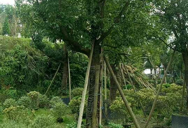 福建香樟采購