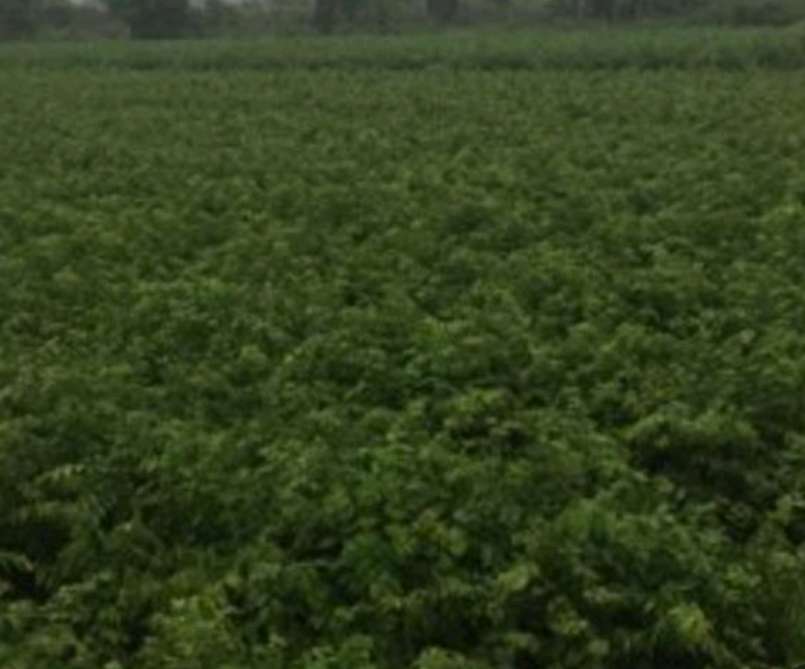 江西樸樹*小苗廠家批發(fā)報價供應商