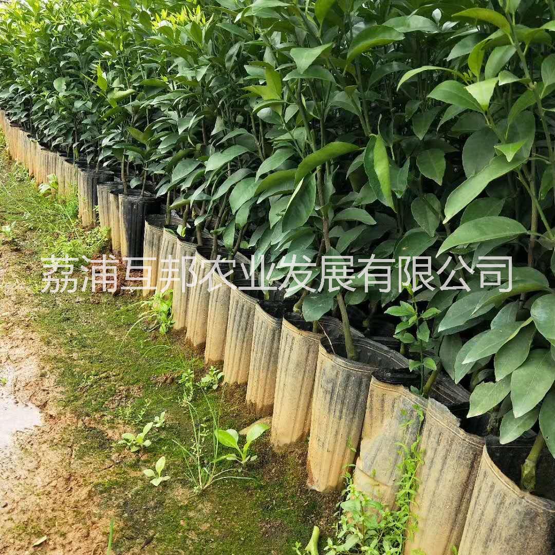 沃柑杯苗 沃柑杯苗價格 沃柑杯苗廠家 沃柑杯苗種植技術(shù)