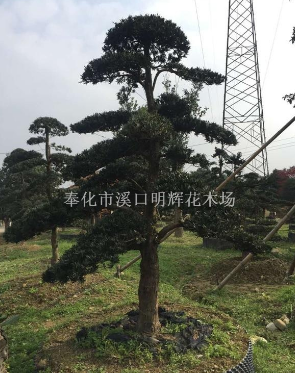 羅漢松供應(yīng)采購(gòu)