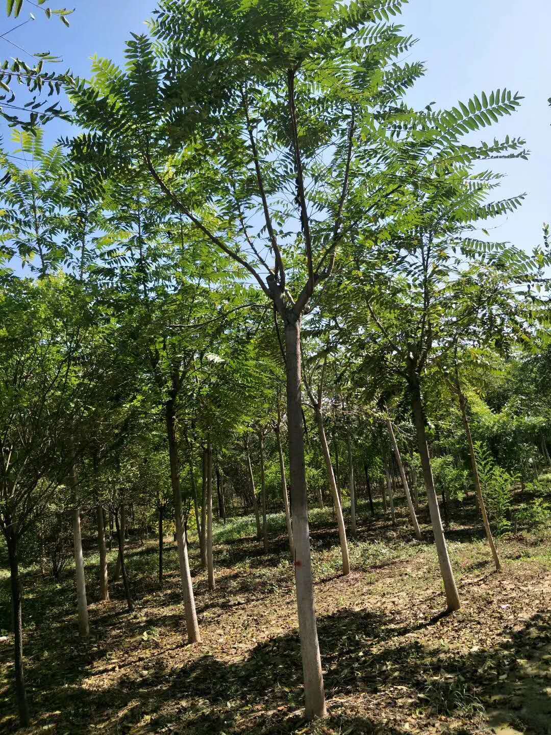 千頭椿苗圃種植、千頭椿苗圃銷售、千頭椿苗圃批發(fā)價格  、千頭椿苗圃基地