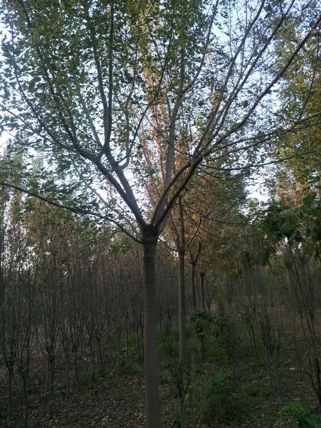 梣葉槭苗圃批發(fā) 、梣葉槭苗圃價格、梣葉槭苗圃供應商、梣葉槭種植基地
