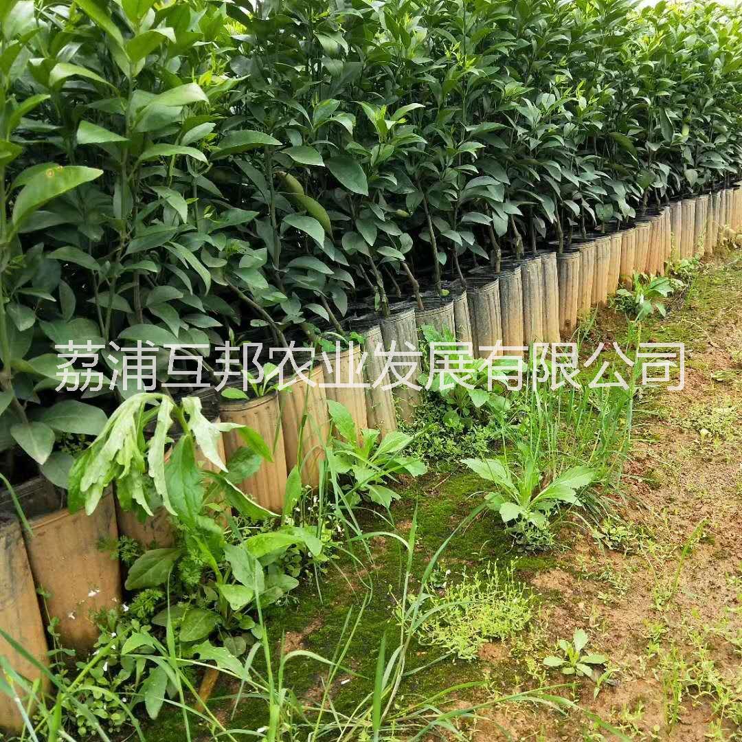 沃柑杯苗 沃柑杯苗價格 沃柑杯苗廠家 沃柑杯苗種植技術(shù)