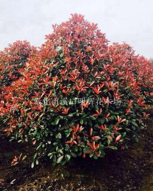 紅葉石楠哪家好