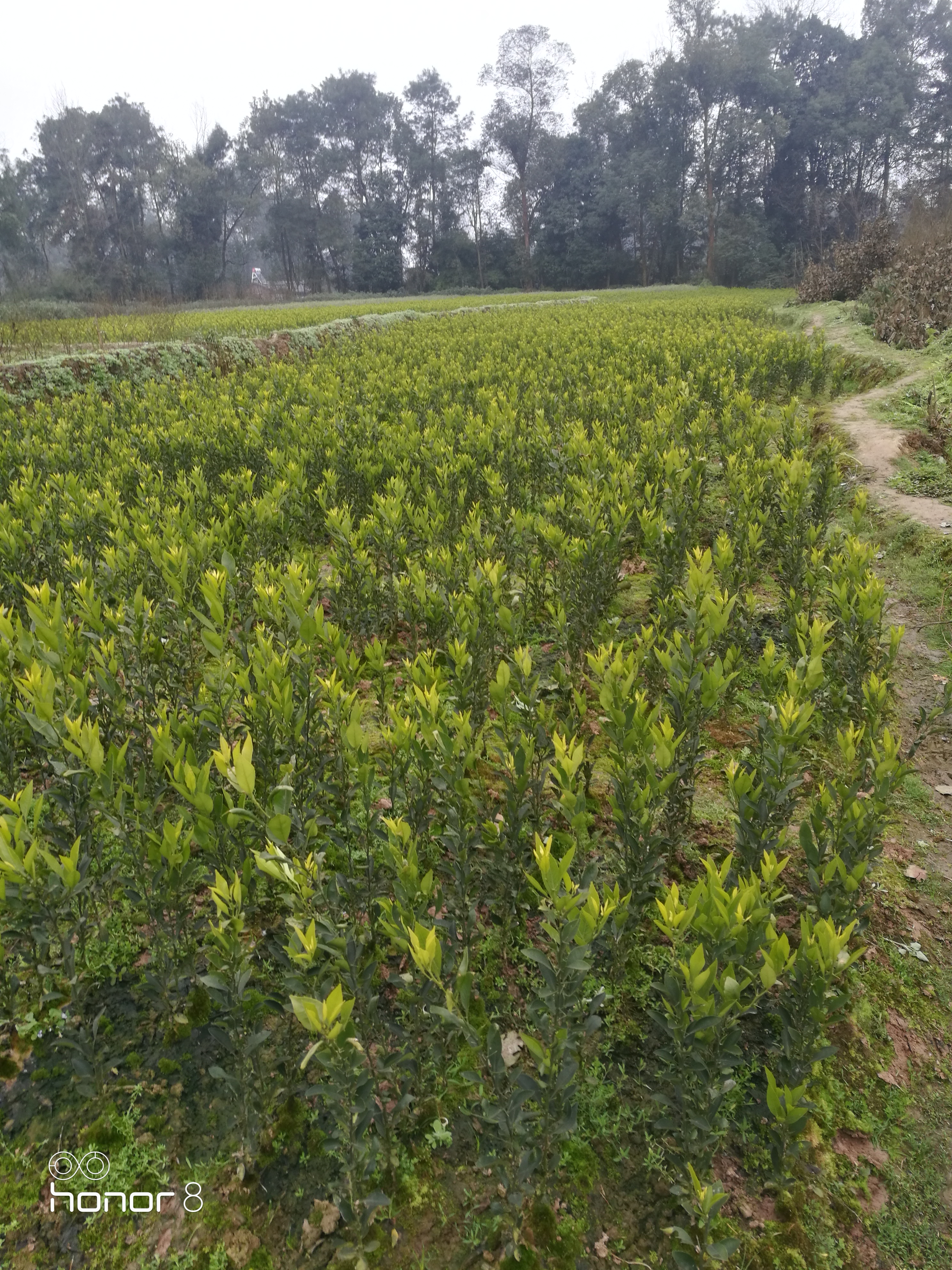 哪里有紅柑苗賣