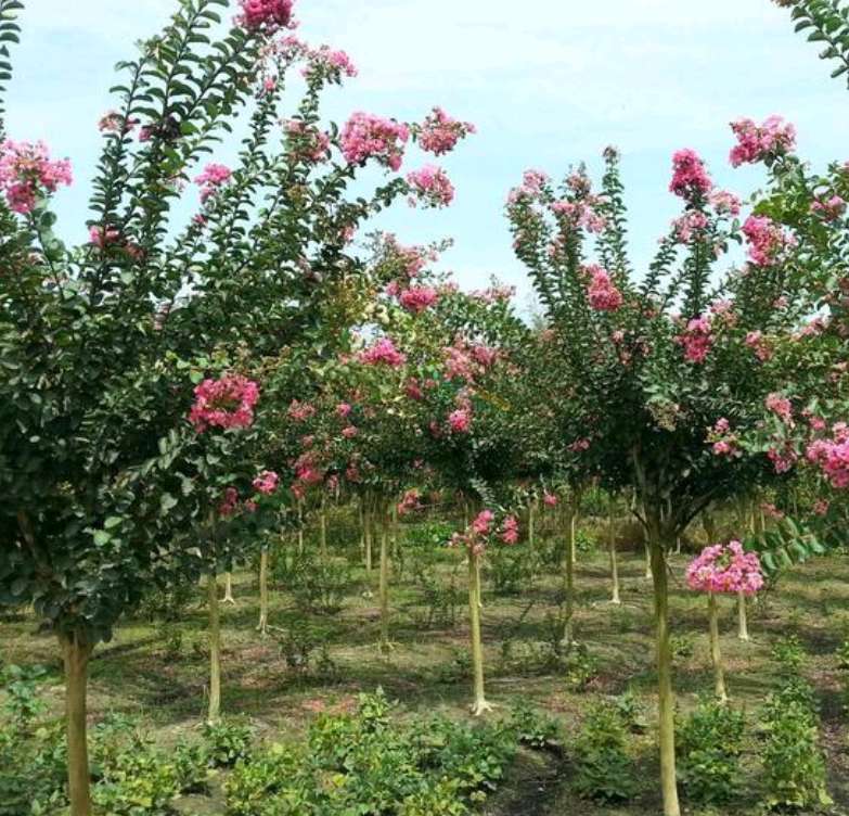 紫薇小苗-紫薇-3-5公分紫薇廠家批發(fā)報價、廠家批發(fā)價格報價