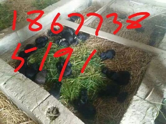 **養(yǎng)殖場  **種苗種苗