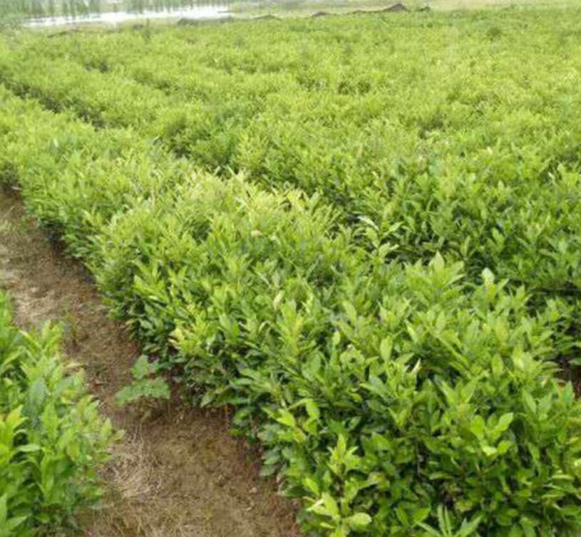 香泡-香泡小苗一年生-30-50公分高香泡基地/廠家批發(fā)價格報價供應(yīng)商