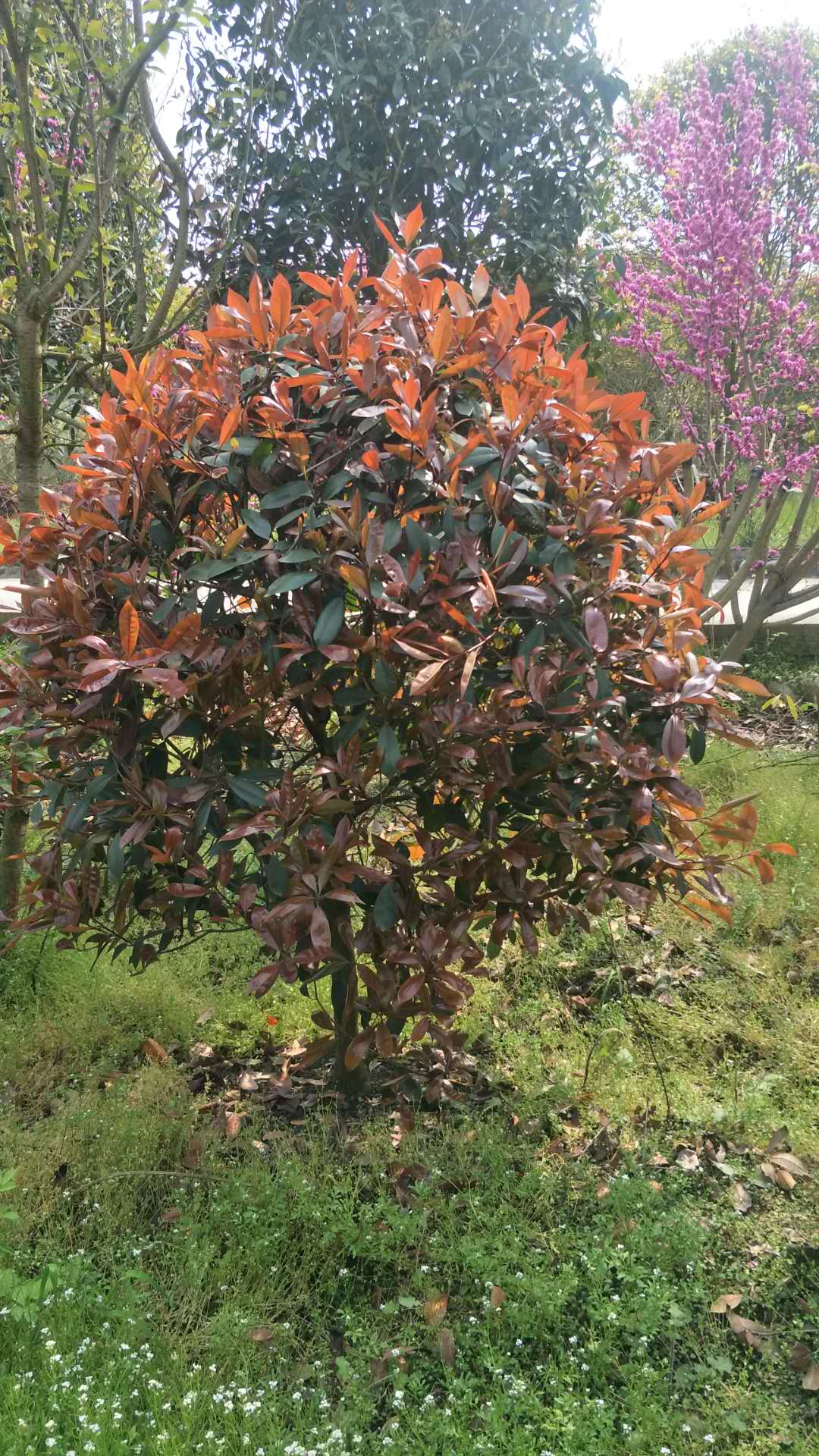 紅葉石楠苗 紅葉石楠球