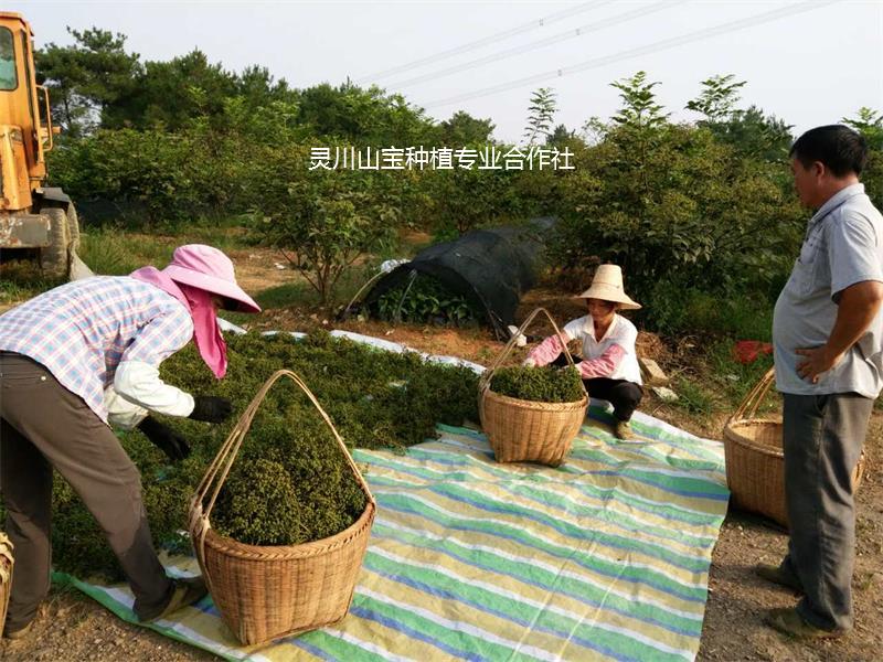 吳茱萸苗 吳茱萸苗批發(fā) 廣西吳茱萸苗  桂林吳茱萸苗 廣西吳茱萸苗種植基地