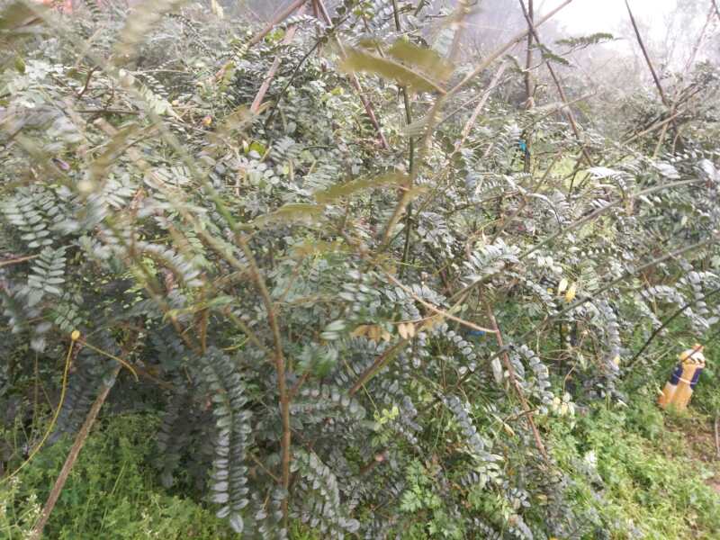 山豆根苗 廣西山豆根苗 山豆根苗批發(fā) 山豆根價(jià)格 山豆根供應(yīng)商 廣西山豆根種植基地