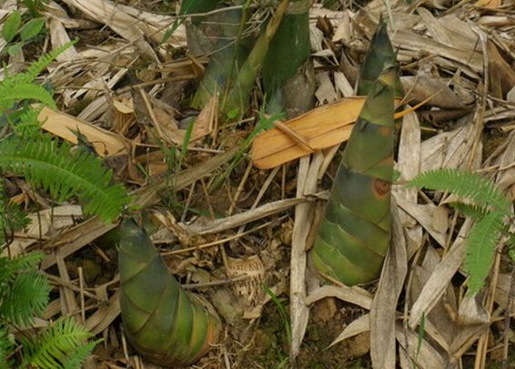 廣東竹筍苗種植技術(shù)傳授 西牛鎮(zhèn)全興銷售高存活率