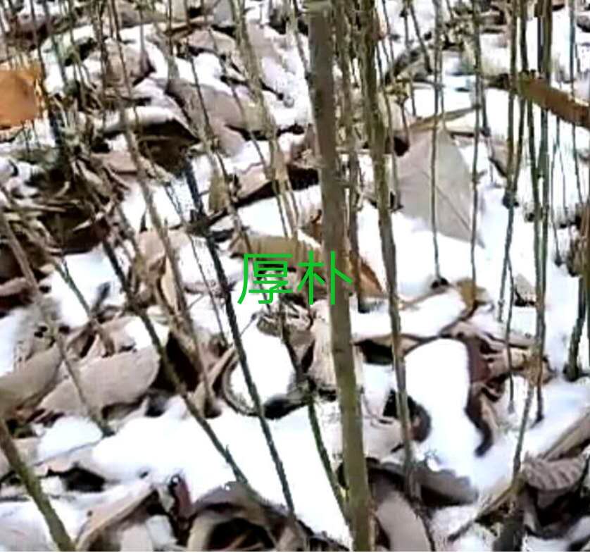 厚樸小苗-先國園林-50-100公分高/廠家批發(fā)價(jià)格報(bào)價(jià)供應(yīng)商