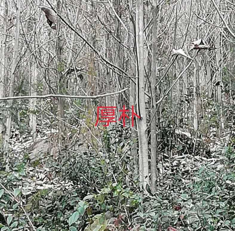 厚樸小苗-先國園林-50-100公分高/廠家批發(fā)價(jià)格報(bào)價(jià)供應(yīng)商