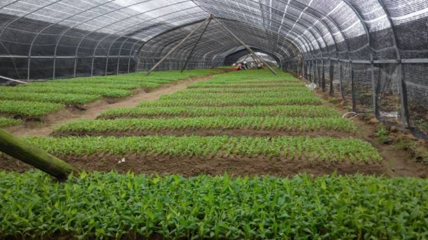 廣西粉蕉苗種植 廣西粉蕉苗批發(fā) 廣西粉蕉苗基地 廣西粉蕉苗供應(yīng) 廣西粉蕉苗商家 廣西粉蕉苗電話