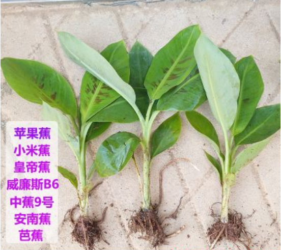 廣西粉蕉苗種植 廣西粉蕉苗批發(fā) 廣西粉蕉苗基地 廣西粉蕉苗供應(yīng) 廣西粉蕉苗商家 廣西粉蕉苗電話