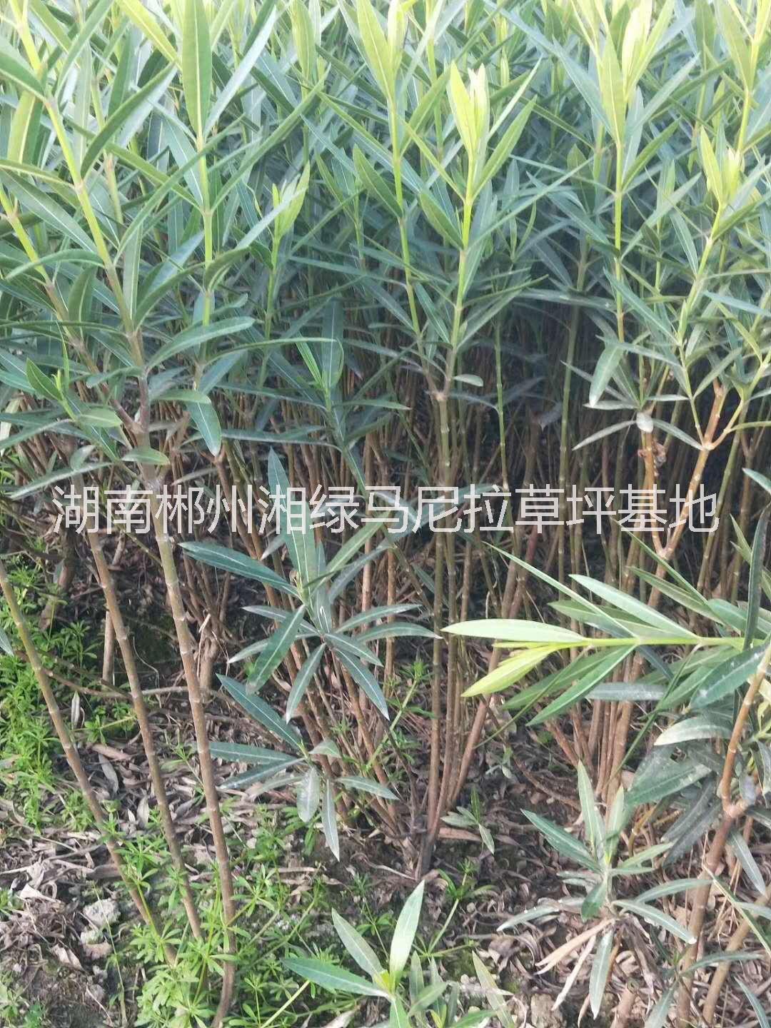 *夾竹桃樹苗