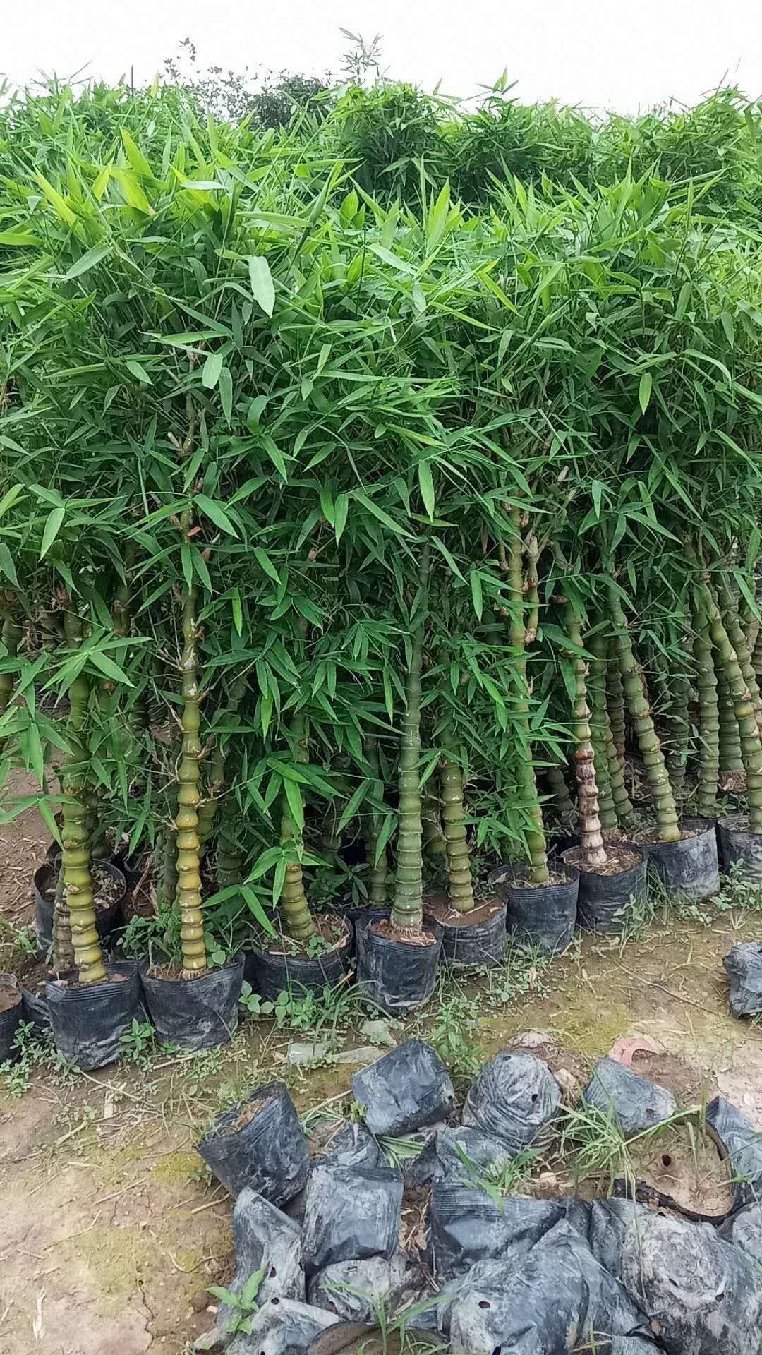 佛肚竹盆景 葫蘆竹子青竹凈化空氣 室內(nèi)庭院花卉裝飾盆栽植物