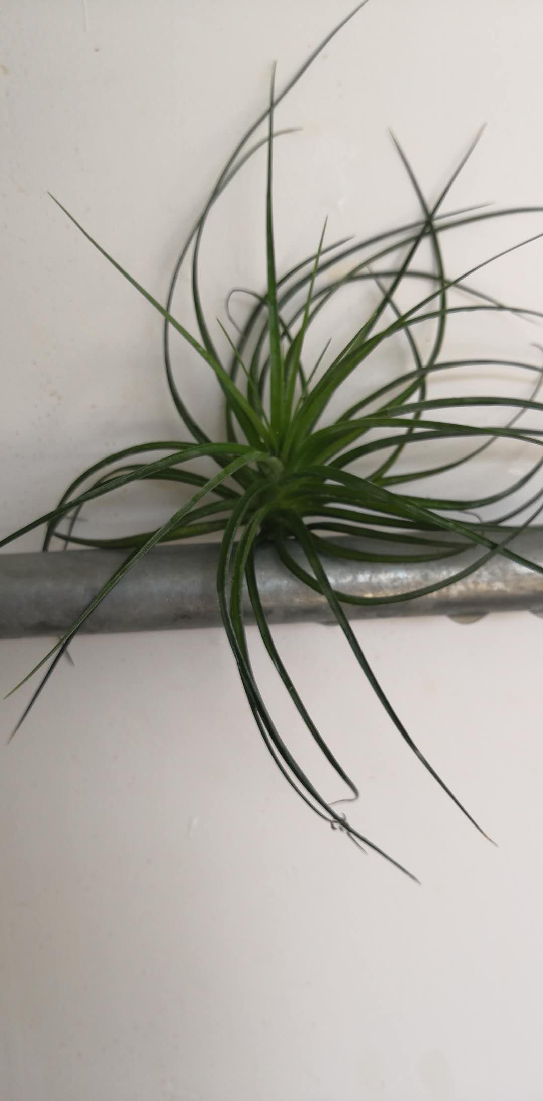 空氣鳳梨 斯垂科特 綠色植物 室內(nèi)辦公室客廳裝飾盆栽