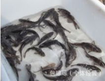 回魚魚苗 回魚魚苗報(bào)價(jià) 回魚魚苗批發(fā) 回魚魚苗生產(chǎn)廠家 回魚魚苗供應(yīng)商 回魚魚苗公司 湖州回魚魚苗
