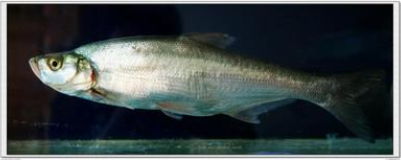 時(shí)令熱銷——【白魚】魚苗魚苗以及成品魚 湖州成品魚