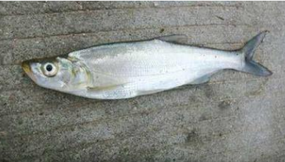 時令熱銷——【白魚】魚苗魚苗以及成品魚