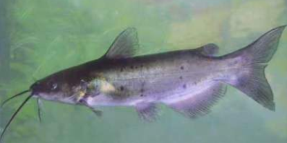 回魚魚苗 回魚魚苗報(bào)價(jià) 回魚魚苗批發(fā) 回魚魚苗生產(chǎn)廠家 回魚魚苗供應(yīng)商 回魚魚苗公司 湖州回魚魚苗